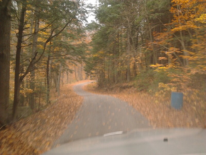 Winding Road in Forest — Brown, Serene