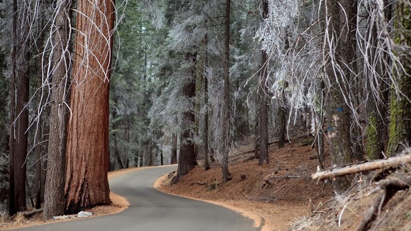 Winding Road in Forest — Brown, Serene, Winter