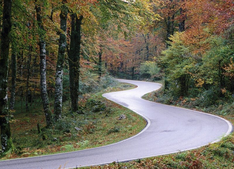Winding Road in Forest — Fallen Leaves