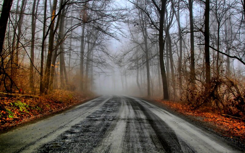Winding Road in Forest — Gray