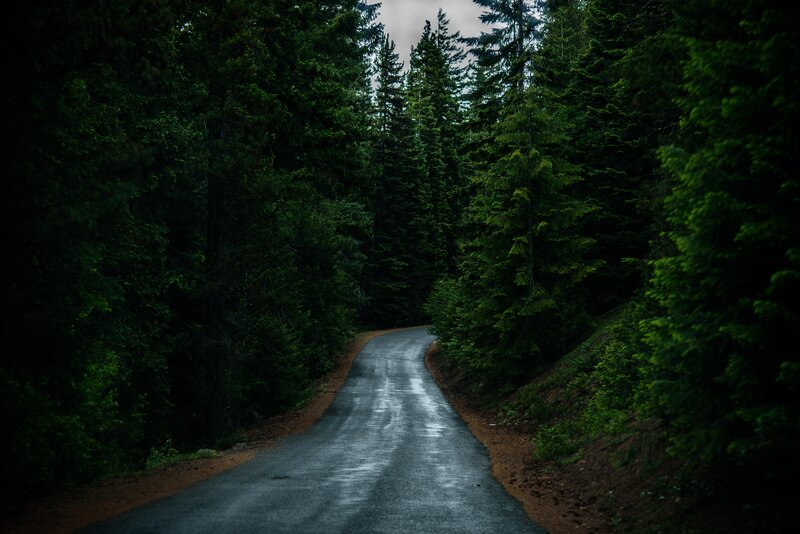 Winding Road in Forest — Green, Dark, Night, Photograph