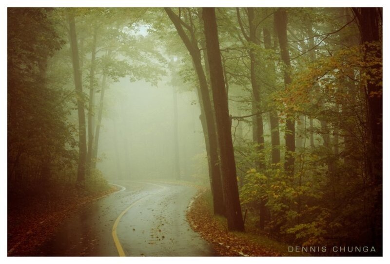 Winding Road in Forest — Green, Misty, Autumn, Photograph