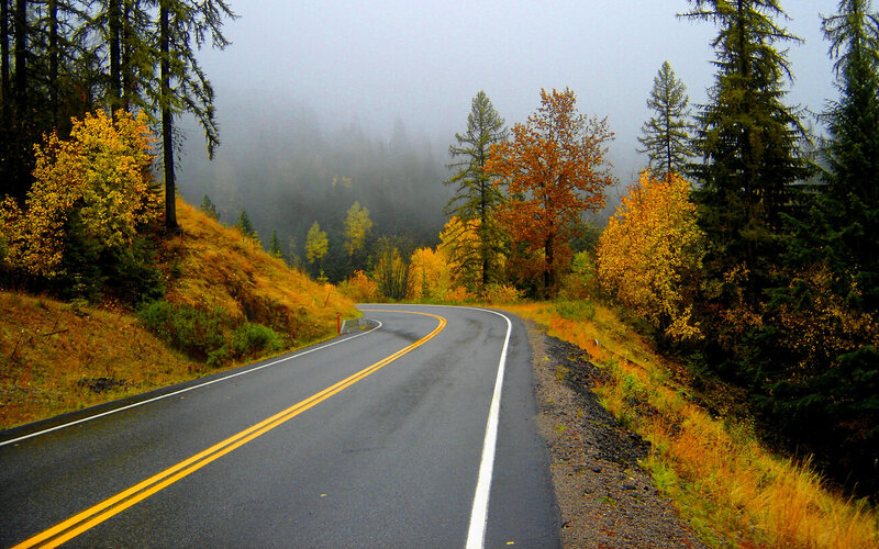 Winding Road in Forest — Green, Misty, Autumn