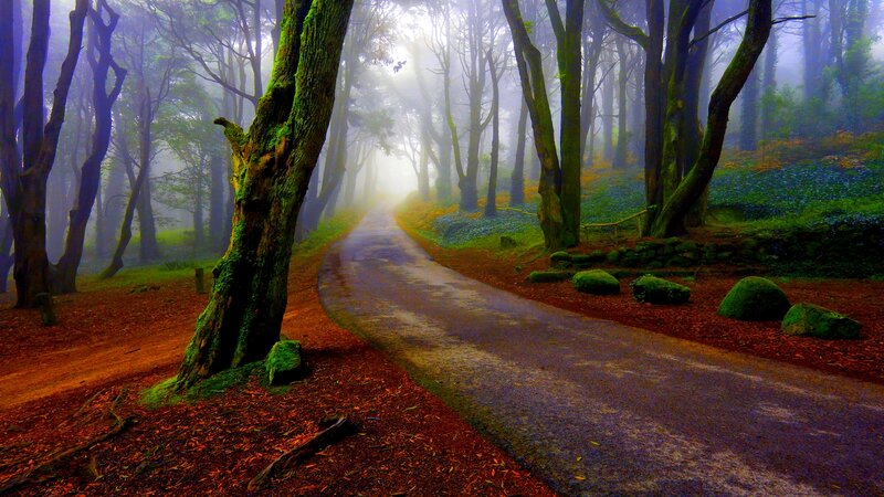 Winding Road in Forest — Green, Misty, Morning, Photograph