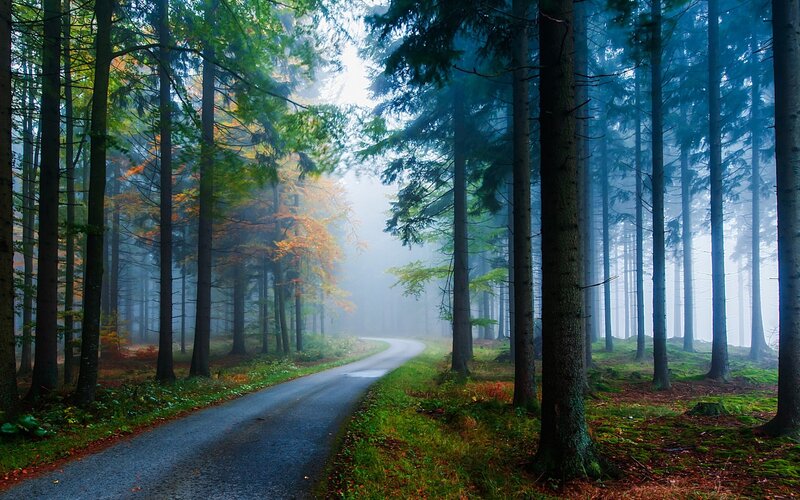Winding Road in Forest — Green, Misty, Morning, Photograph, Trees, Fog, Moss