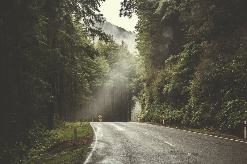 Winding Road in Forest — Green, Misty, Morning, Photograph, Trees, Fog, Sign