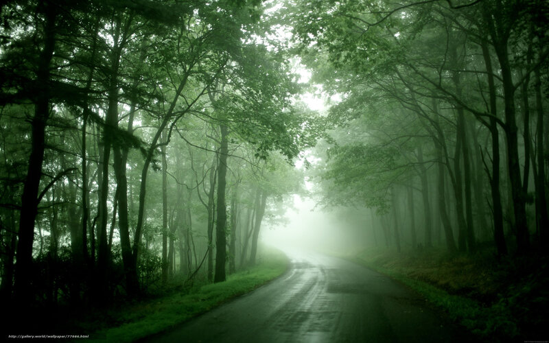 Winding Road in Forest — Green, Misty, Morning