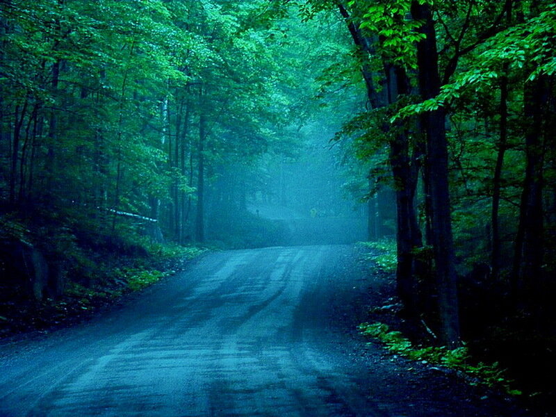 Winding Road in Forest — Green, Misty, Night