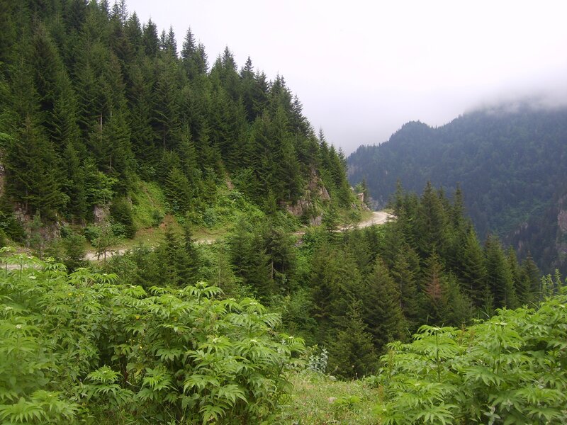 Winding Road in Forest — Green, Misty, Photograph, Mountain, Clouds