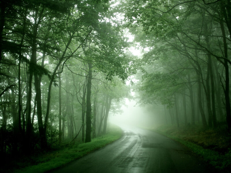 Winding Road in Forest — Green, Misty