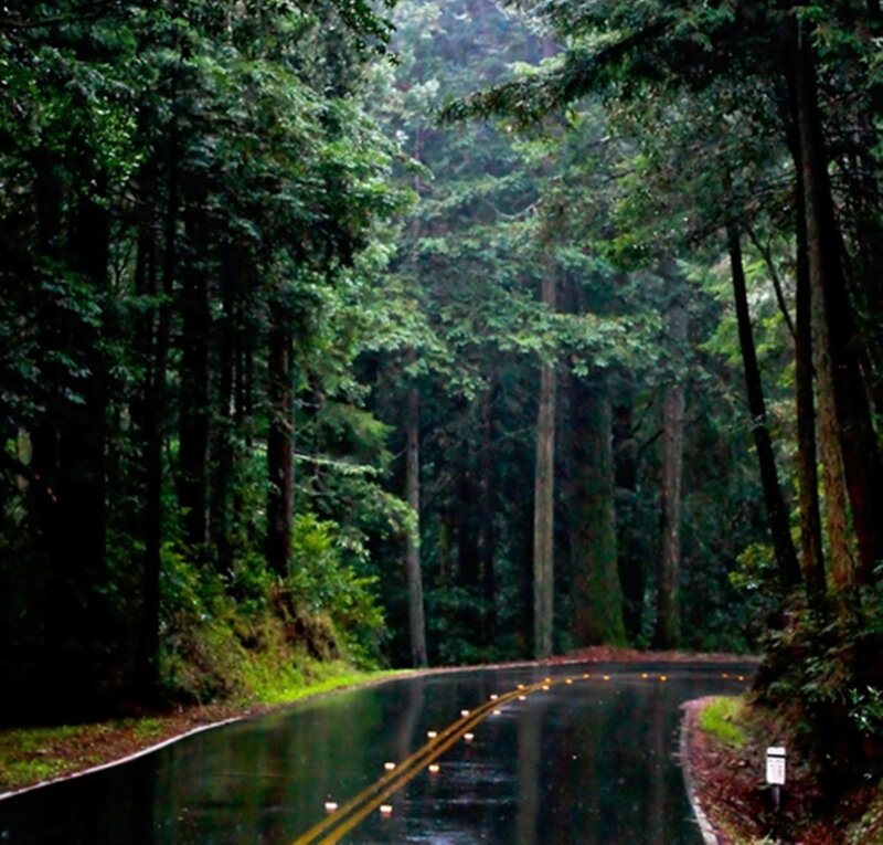 Winding Road in Forest — Green, Moody