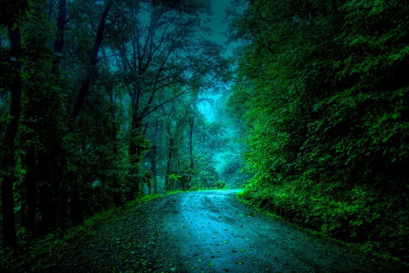 Winding Road in Forest — Green, Mysterious
