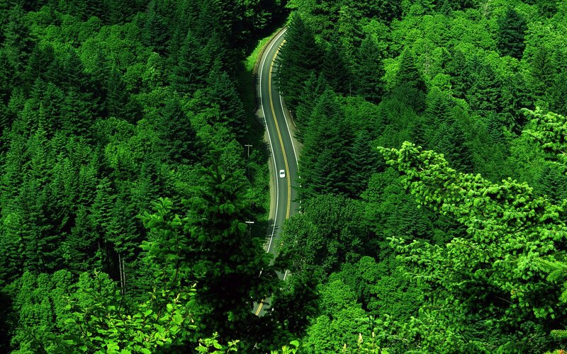 Winding Road in Forest — Green, Serene, Afternoon, Photograph, Car