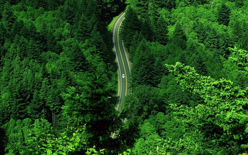 Winding Road in Forest — Green, Serene, Afternoon, Photograph, Car, Trees