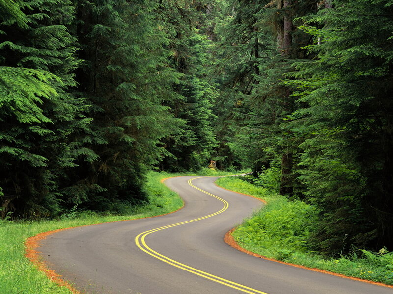 Winding Road in Forest — Green, Serene, Afternoon, Photograph