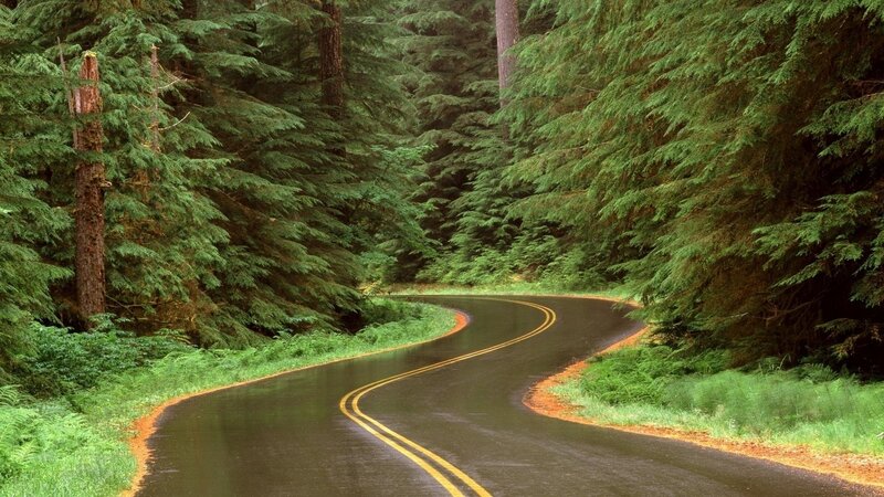 Winding Road in Forest — Green, Serene, Afternoon, Photograph, Trees, Black
