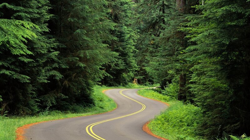 Winding Road in Forest — Green, Serene, Afternoon, Photograph, Trees, Grass