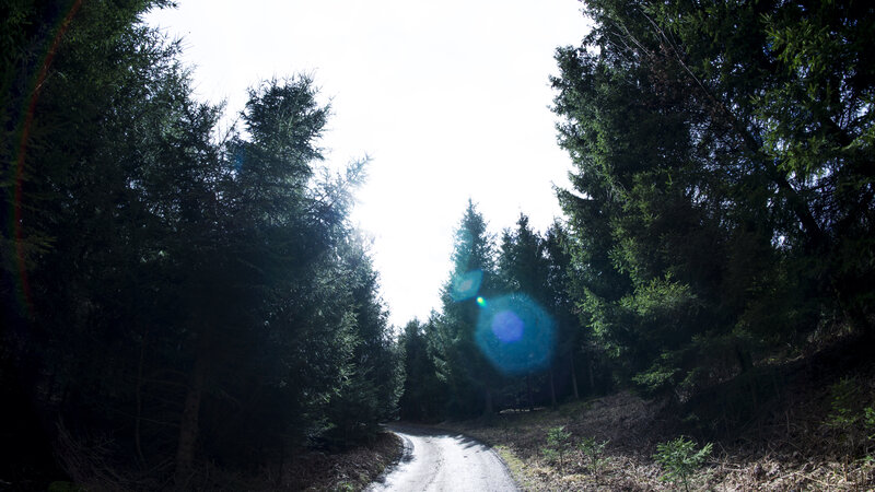 Winding Road in Forest — Green, Serene, Afternoon, Photograph, Trees, Sunlight