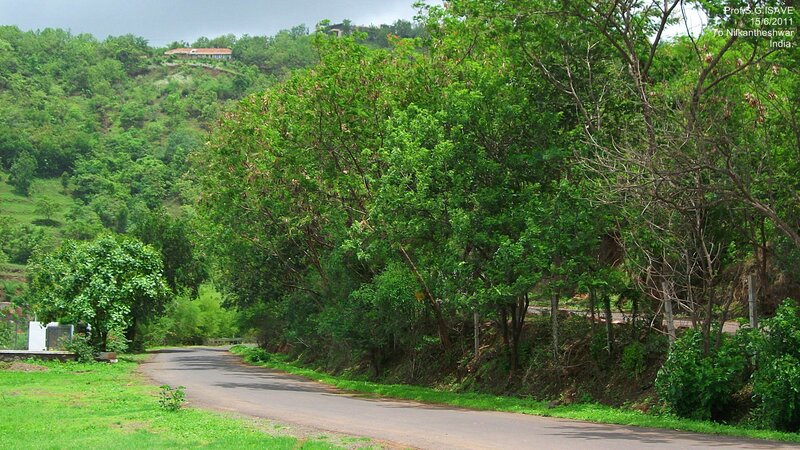 Winding Road in Forest — Green, Serene, Afternoon, Photograph, Trees