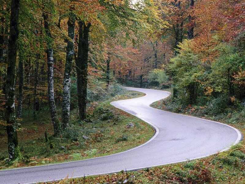 Winding Road in Forest — Green, Serene, Autumn, Photograph