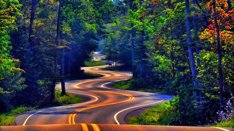 Winding Road in Forest — Green, Serene, Autumn, Photograph, Trees, Brown
