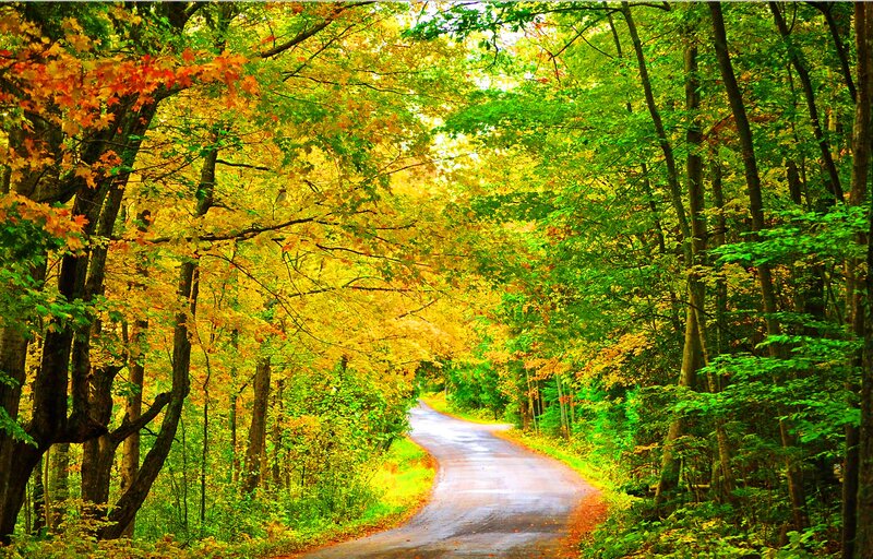 Winding Road in Forest — Green, Serene, Autumn, Photograph, Trees, Fall Foliage