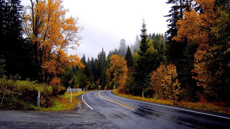 Winding Road in Forest — Green, Serene, Autumn, Photograph, Trees, Fog, Yellow, Gray