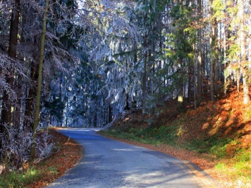 Winding Road in Forest — Green, Serene, Autumn, Photograph, Trees