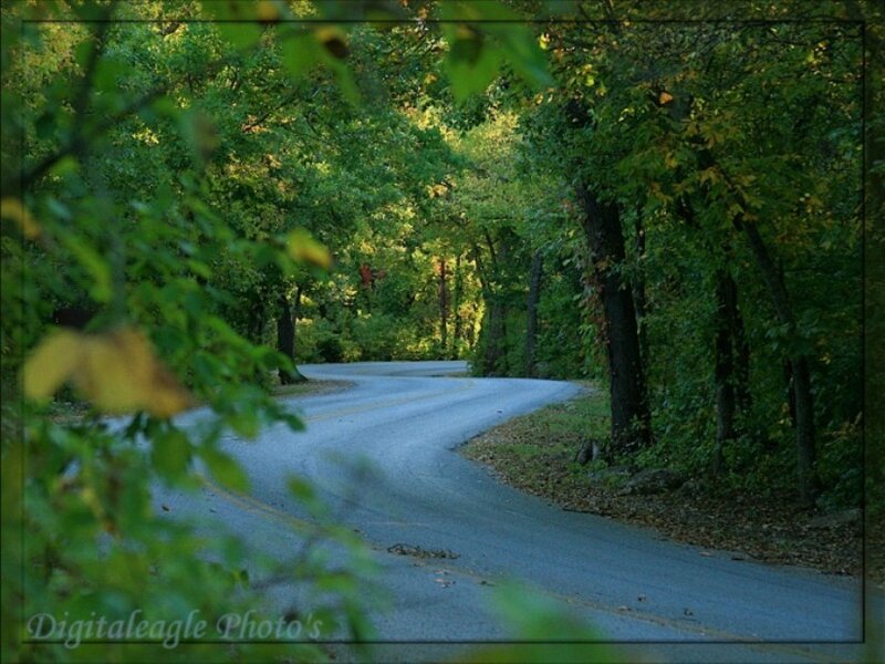 Winding Road in Forest — Green, Serene, Autumn