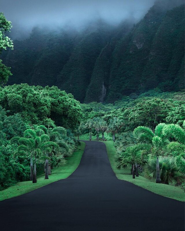 Winding Road in Forest — Green, Serene, Morning, Photograph, Trees, Mountains