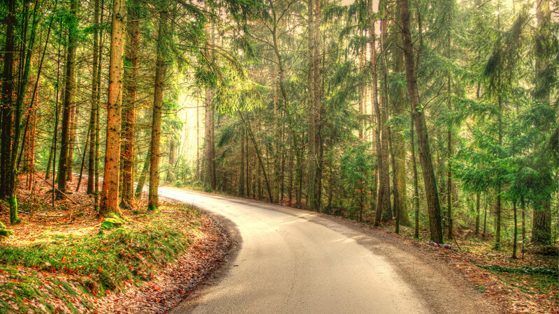 Winding Road in Forest — Green, Serene, Morning, Photograph, Trees, Sunlight