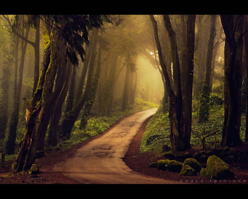 Winding Road in Forest — Green, Serene, Morning, Photograph, Trees