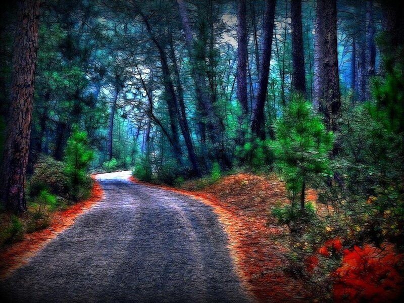Winding Road in Forest — Green, Serene, Night
