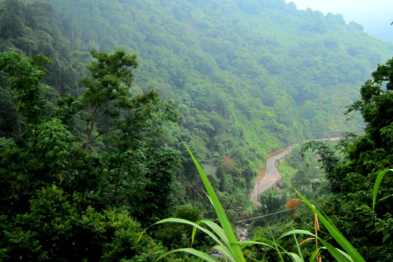 Winding Road in Forest — Green, Serene, Photograph