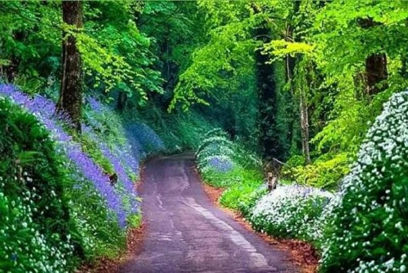 Winding Road in Forest — Green, Serene, Spring, Photograph