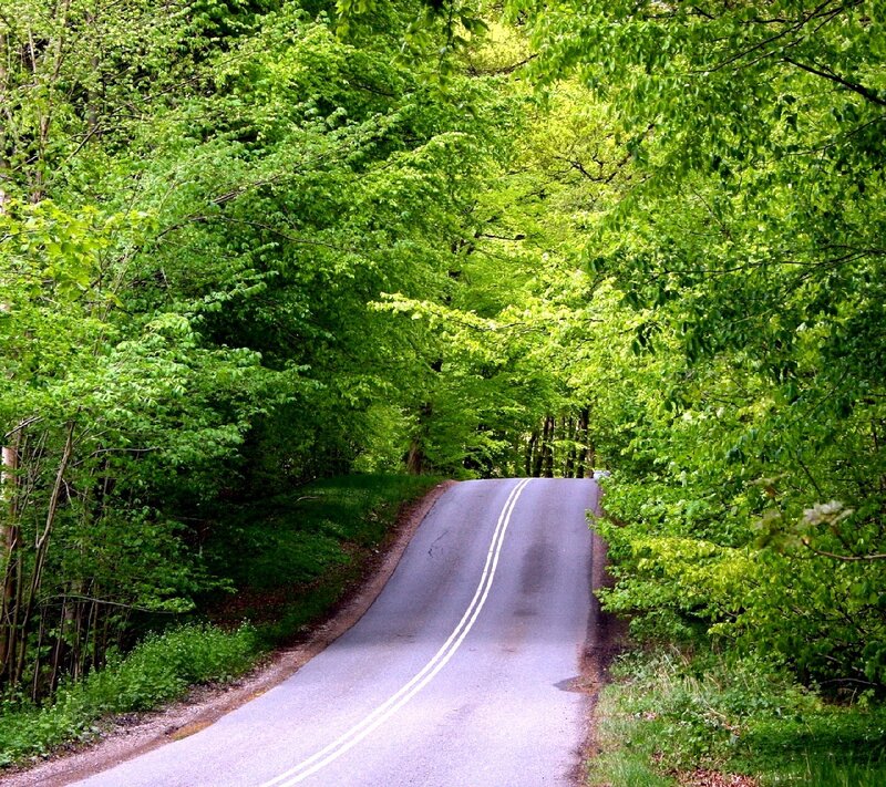 Winding Road in Forest — Green, Serene, Spring, Photograph, Trees