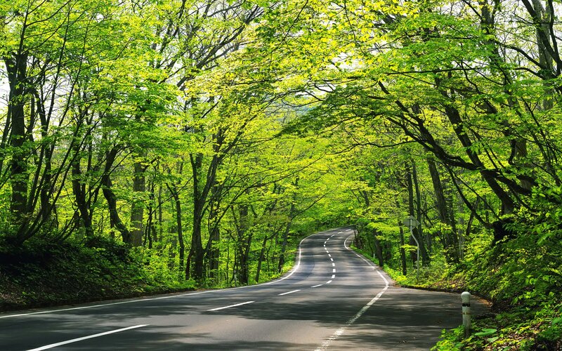Winding Road in Forest — Green, Serene, Spring