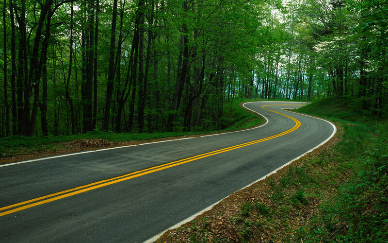 Winding Road in Forest — Green, Serene, Summer, Photograph, Trees, Gray, Yellow