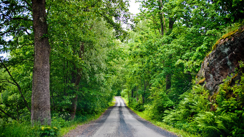 Winding Road in Forest — Green, Serene, Summer