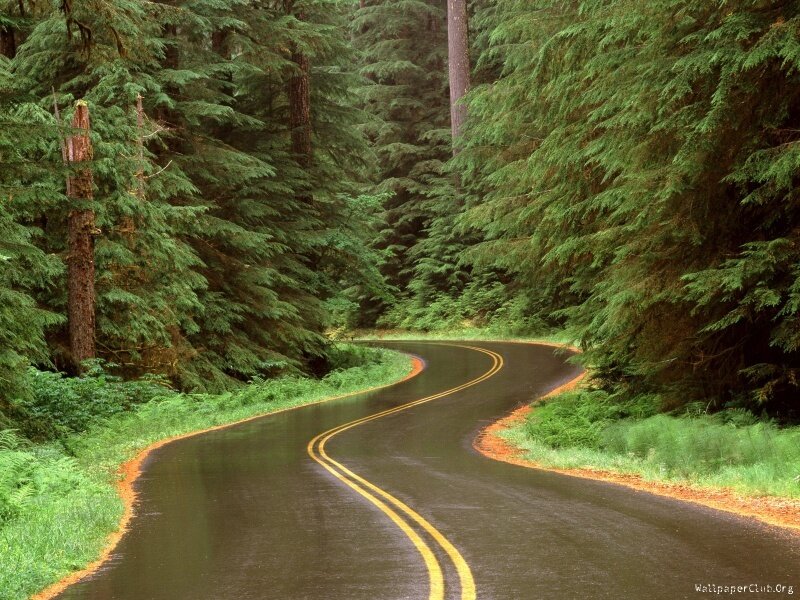 Winding Road in Forest — Green, Serene