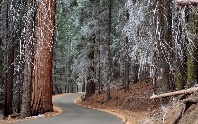 Winding Road in Forest — Green, Serene, Winter, Photograph, Trees, Brown