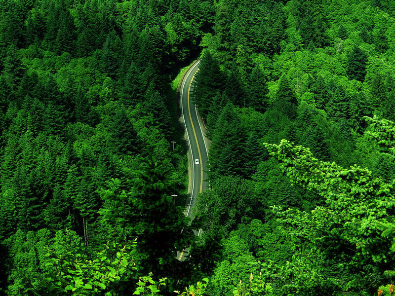 Winding Road in Forest — Green, Trees