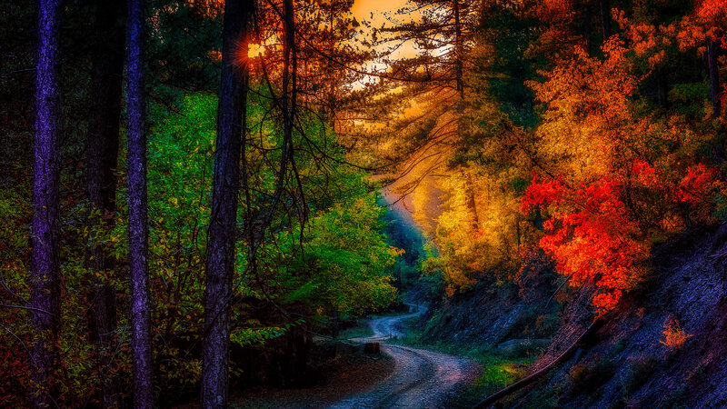 Winding Road in Forest — Orange, Dramatic