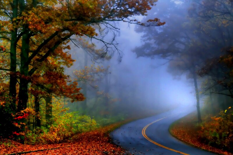 Winding Road in Forest — Orange, Misty