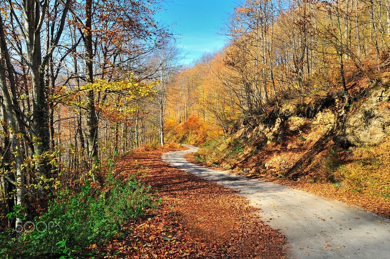 Winding Road in Forest — Orange, Serene, Autumn, Photograph, Trees, Leaves