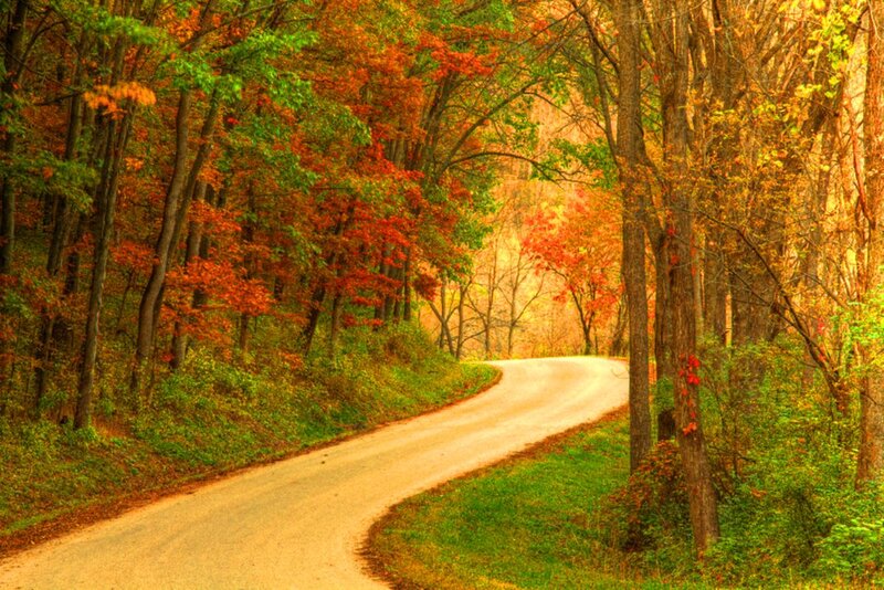 Winding Road in Forest — Orange, Serene