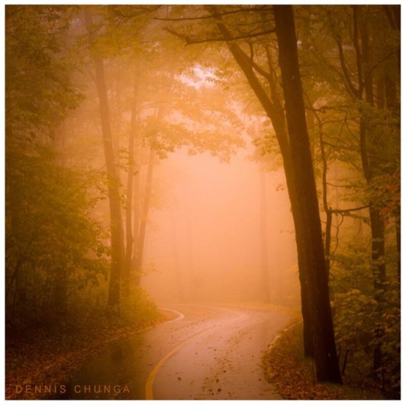 Winding Road in Forest — Orange