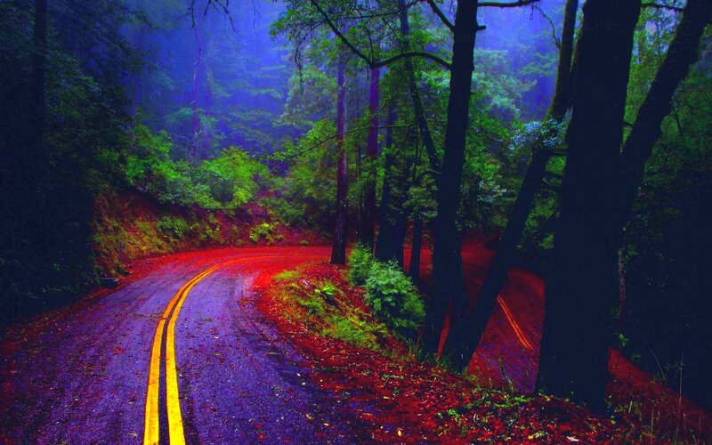Winding Road in Forest — Purple
