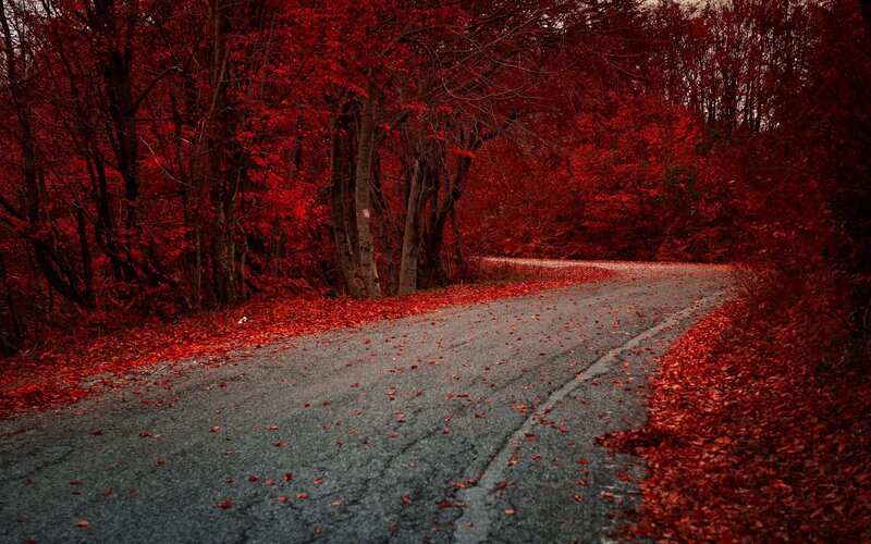 Winding Road in Forest — Red, Dramatic, Autumn