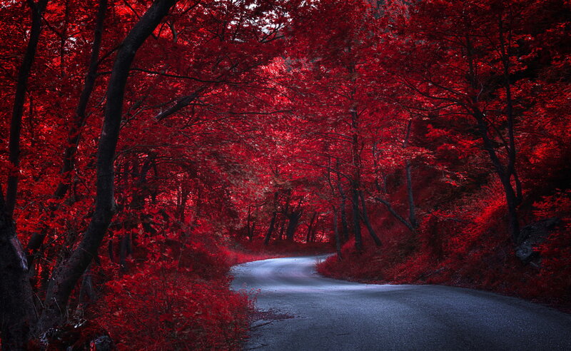 Winding Road in Forest — Red, Dramatic